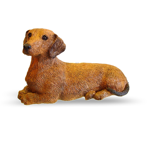 Dachshund