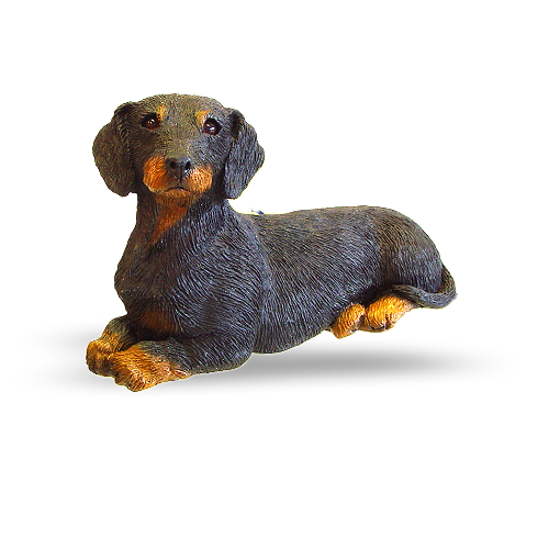 Dachshund