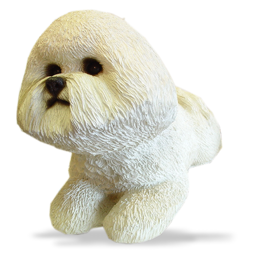 Bichon Frise