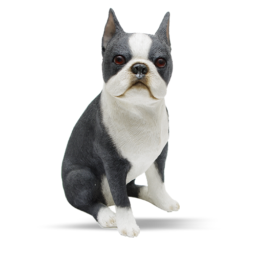 Boston Terrier