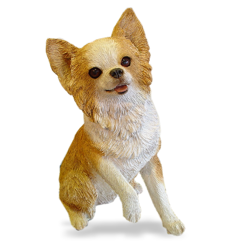 Chihuahua, Longhair