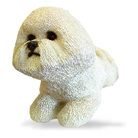 Bichon Frise