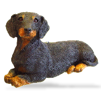 Dachshund, Black