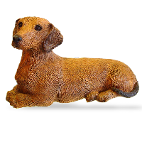 Dachshund, Red