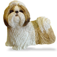 Shih Tzu, Gold/White