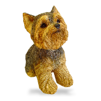 Yorkshire Terrier, (pup)